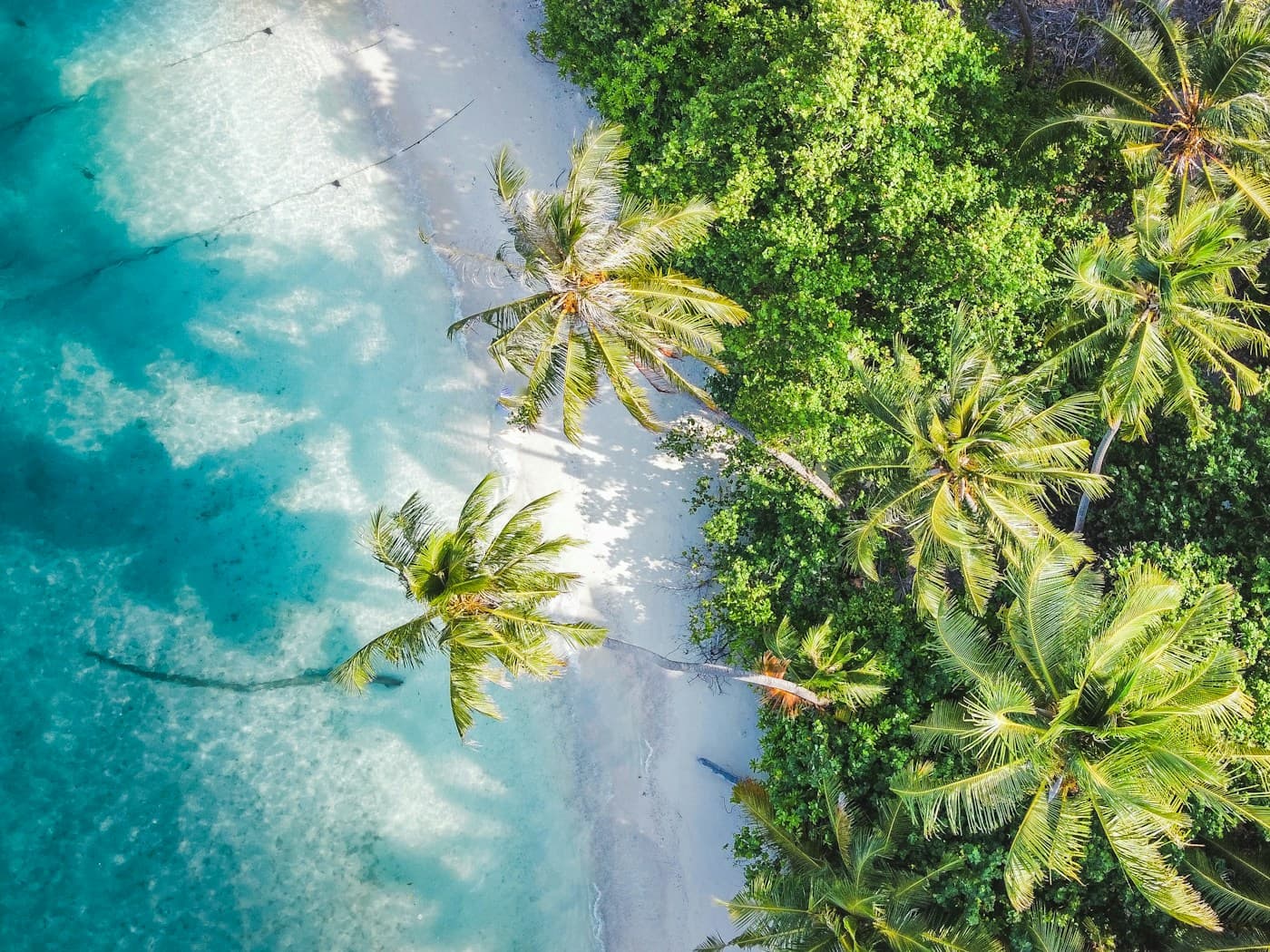 An aerial view of a palm-fringed shoreline and turquoise water.